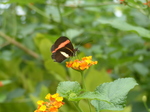 FZ007353 Butterfly on yellow flower.jpg